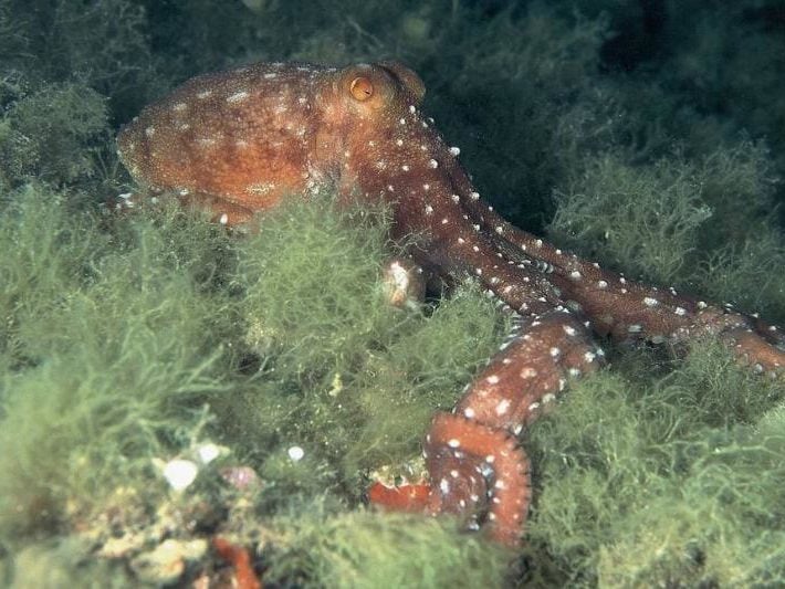 After Close And Tireless Observations By Scientists, This Octopus ...