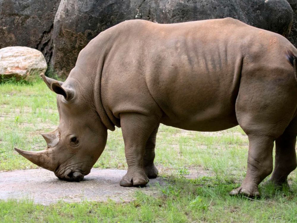 Massive Rhino Ranch is Protected by a Private Army and is Now Up for ...