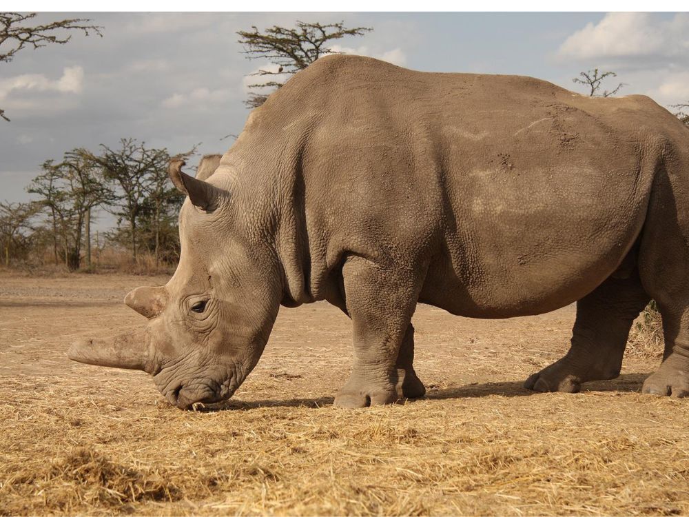 Massive Rhino Ranch is Protected by a Private Army and is Now Up for ...