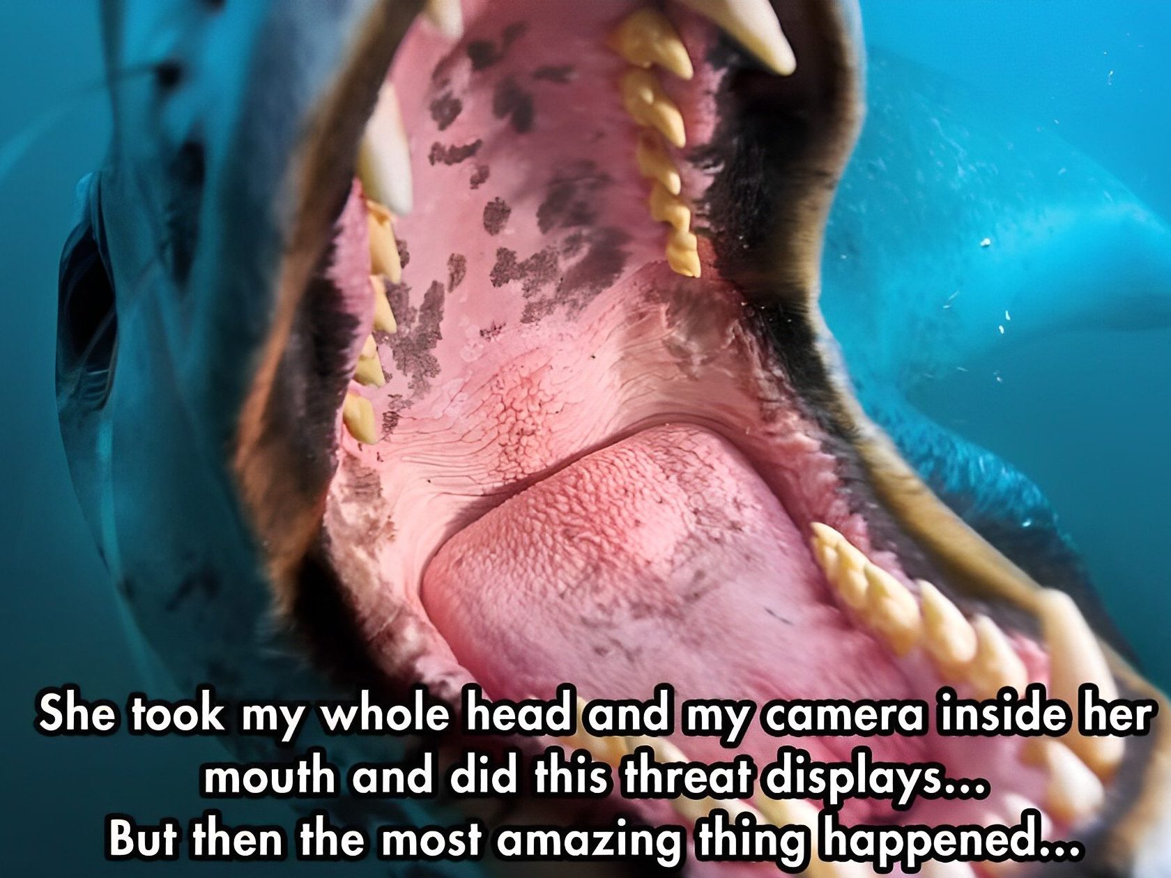 Deadly Leopard Seal Brings Photographer an Offering and an Unlikely ...