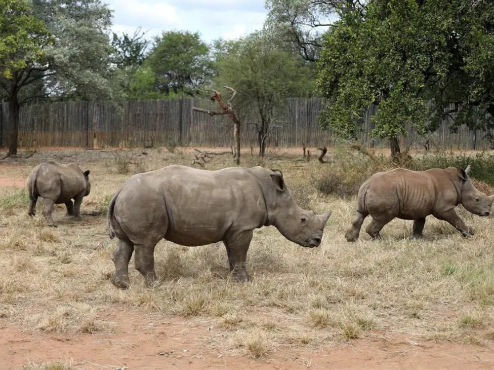 Massive Rhino Ranch is Protected by a Private Army and is Now Up for ...