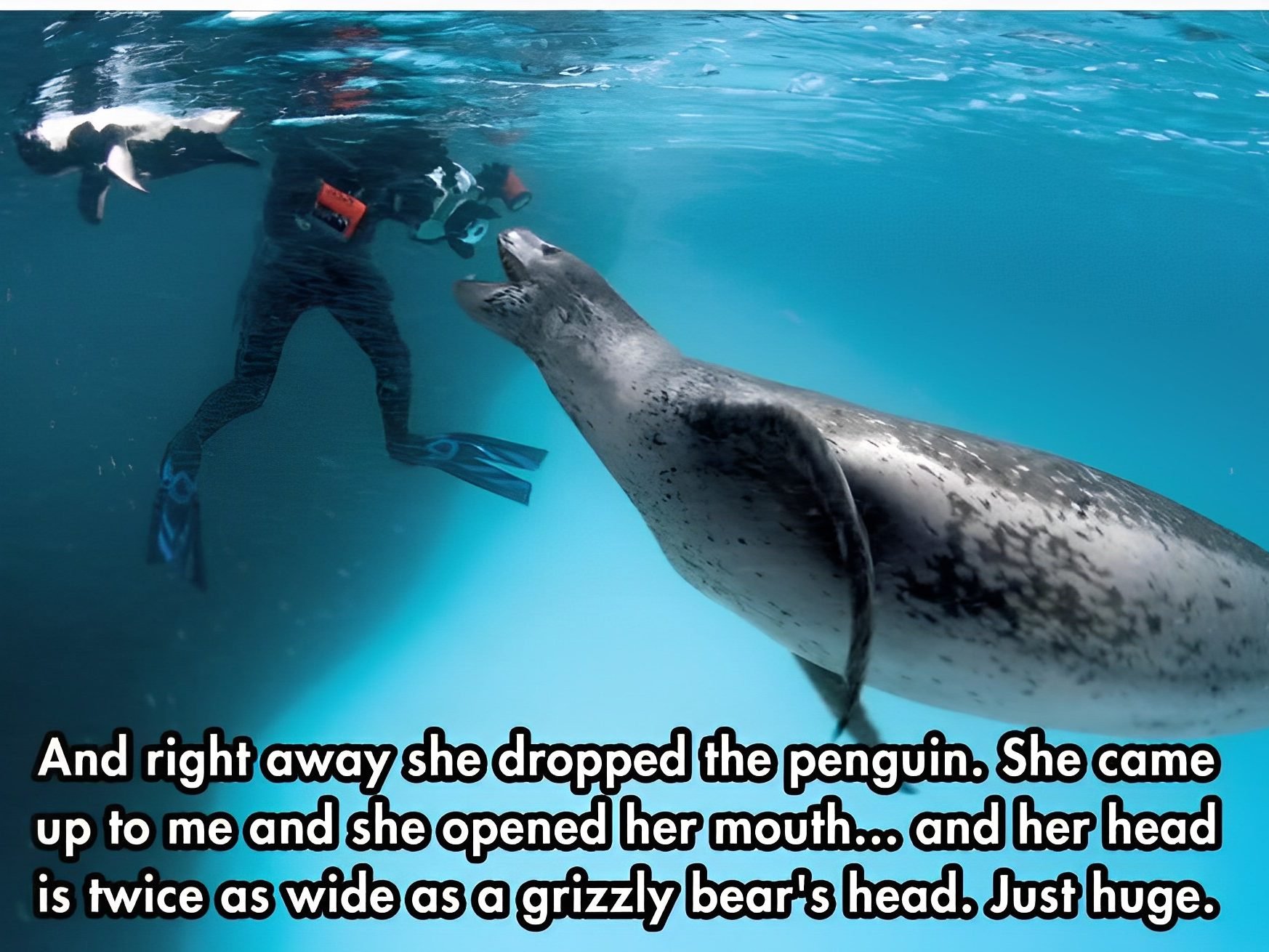 Deadly Leopard Seal Brings Photographer an Offering and an Unlikely