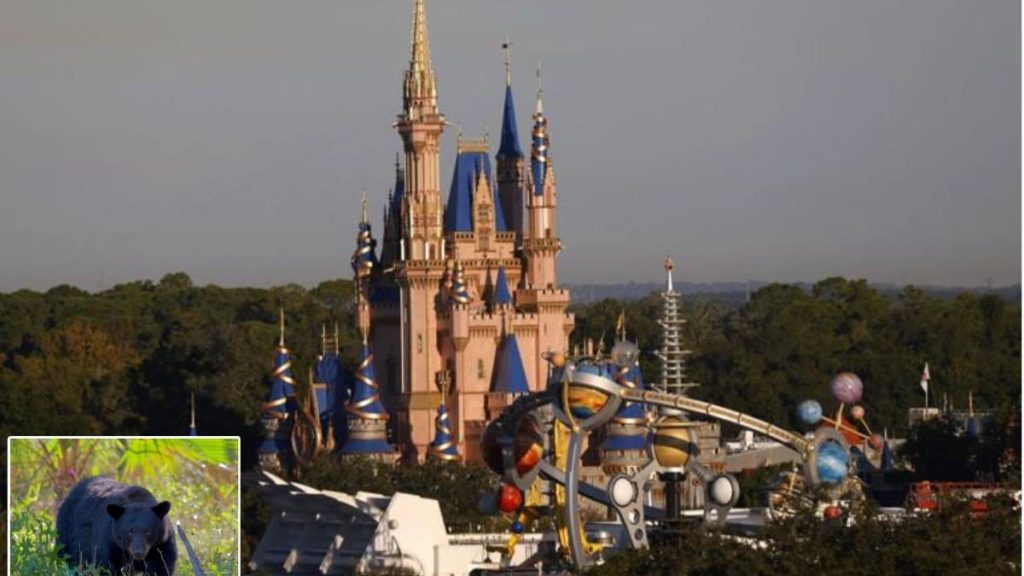 Disney World Shut Down Due to Bear Sighting on the Property TravelFiber