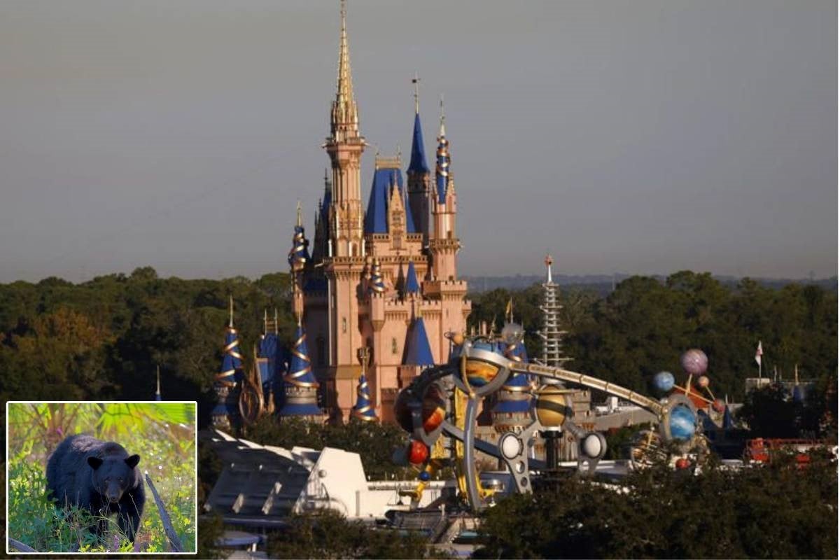 Disney World Shut Down Due to Bear Sighting on the Property TravelFiber