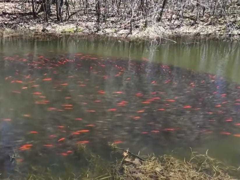 Self-Cloning Monster Goldfish Are Invading Canadian Waters