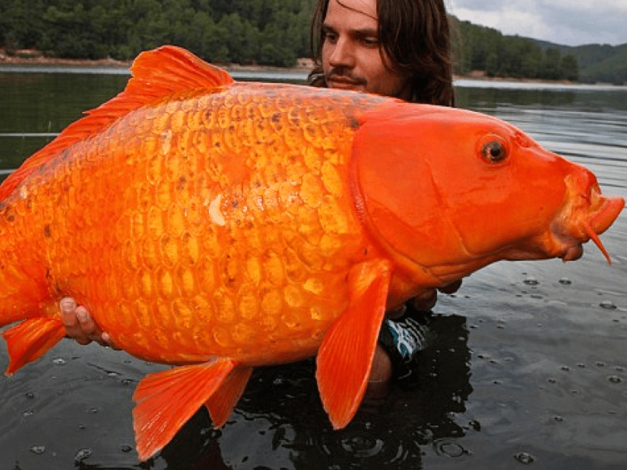 Self-Cloning Monster Goldfish Are Invading Canadian Waters - TravelFiber