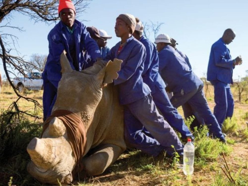 Massive Rhino Ranch Guarded by Private Soldiers is Up for Sale