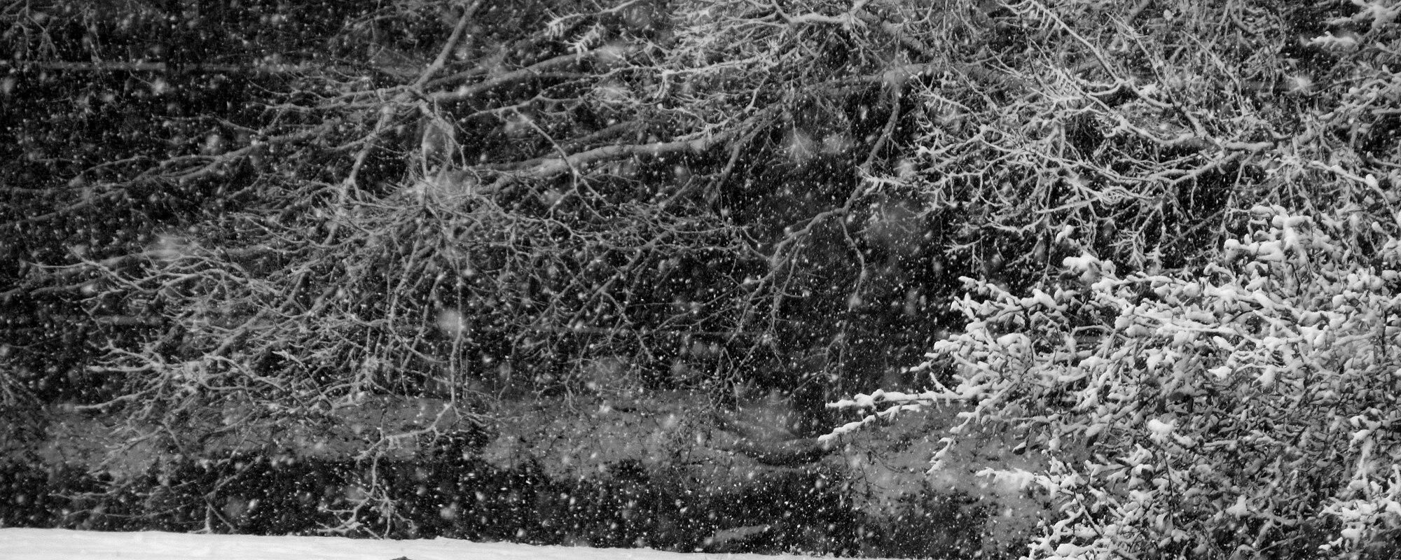 Snow falling on trees in Texas.