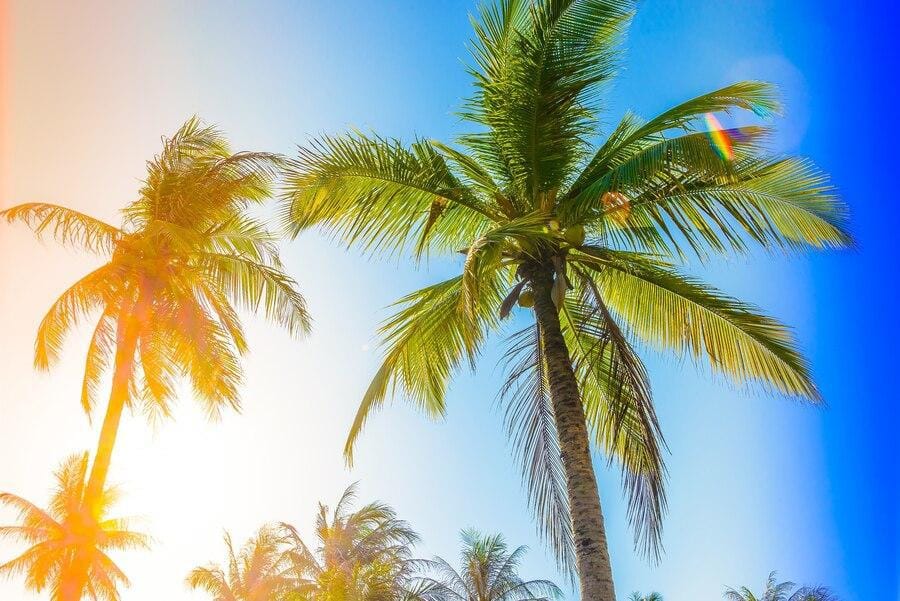 Palm trees against a blue sky with the sun shining